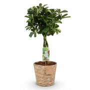 Schefflera Nora - Vingerboom - met mand - Pot 21cm - Hoogte 70-82cm
