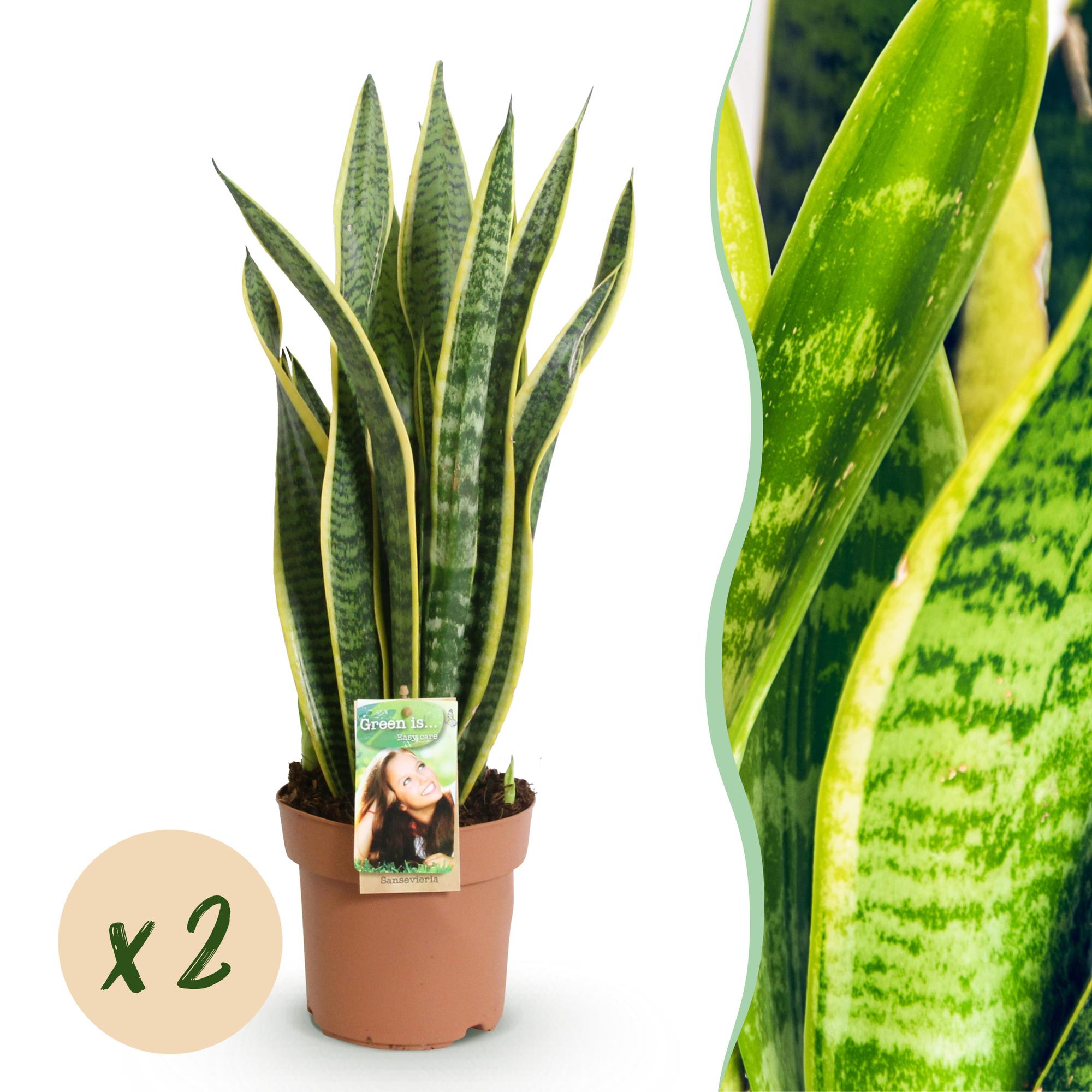 Sanseveria Laurentii - Vrouwentong - Weinig onderhoud - Groen - 2 Planten - Pot 17cm - Hoogte 60-70cm