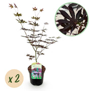 Japanse Esdoorn - Acer palmatum Trompenburg -Donker Paars - 2 Planten - Bladverliezend - Pot 19cm Hoogte 70cm