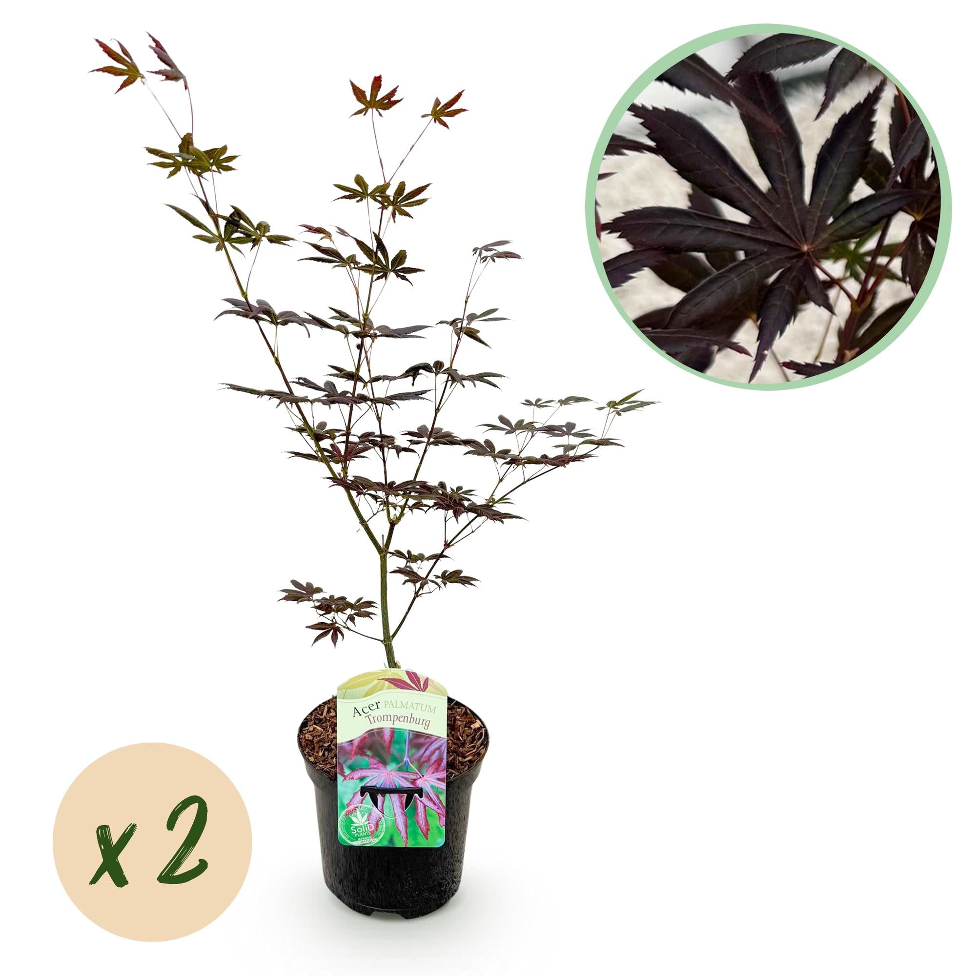 Japanse Esdoorn - Acer palmatum Trompenburg -Donker Paars - 2 Planten - Bladverliezend - Pot 19cm Hoogte 70cm