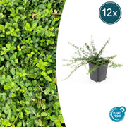 12x Euonymus fort. 'Minimus' - ↕10-25cm - Ø9cm