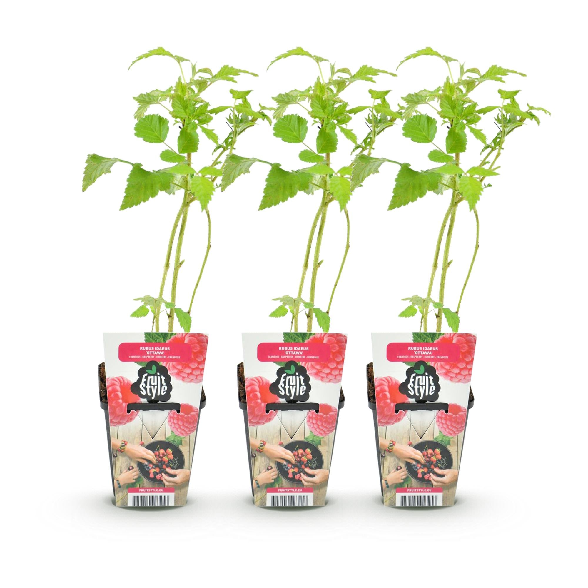 Framboos - Rubus idaeus Ottawa - Winterhard - 3 Planten - Pot 9 cm - Rode Framboos