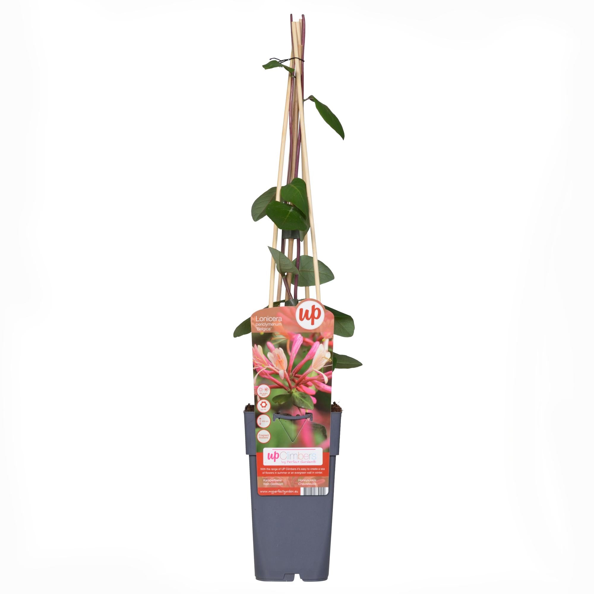 4x - Lonicera periclymenum 'Belgica' - ↨65cm - Ø15