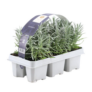 Lavendel angustifolia - 6 x Ø7 cm - ↕15 cm