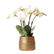 Orchidée Kolibri | Phalaenopsis Jewel Ghent blanche en pot décoratif Groove doré - diamètre du pot : 12 cm