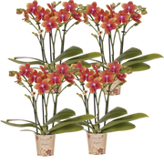 Kolibri Orchids | Combi Deal - 4 Oranje Geurende Phalaenopsis Orchideeën Fragrance Bolgheri - Ø9 cm