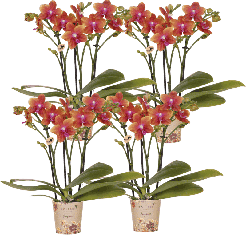 Kolibri Orchids | Combi Deal - 4 Oranje Geurende Phalaenopsis Orchideeën Fragrance Bolgheri - Ø9 cm