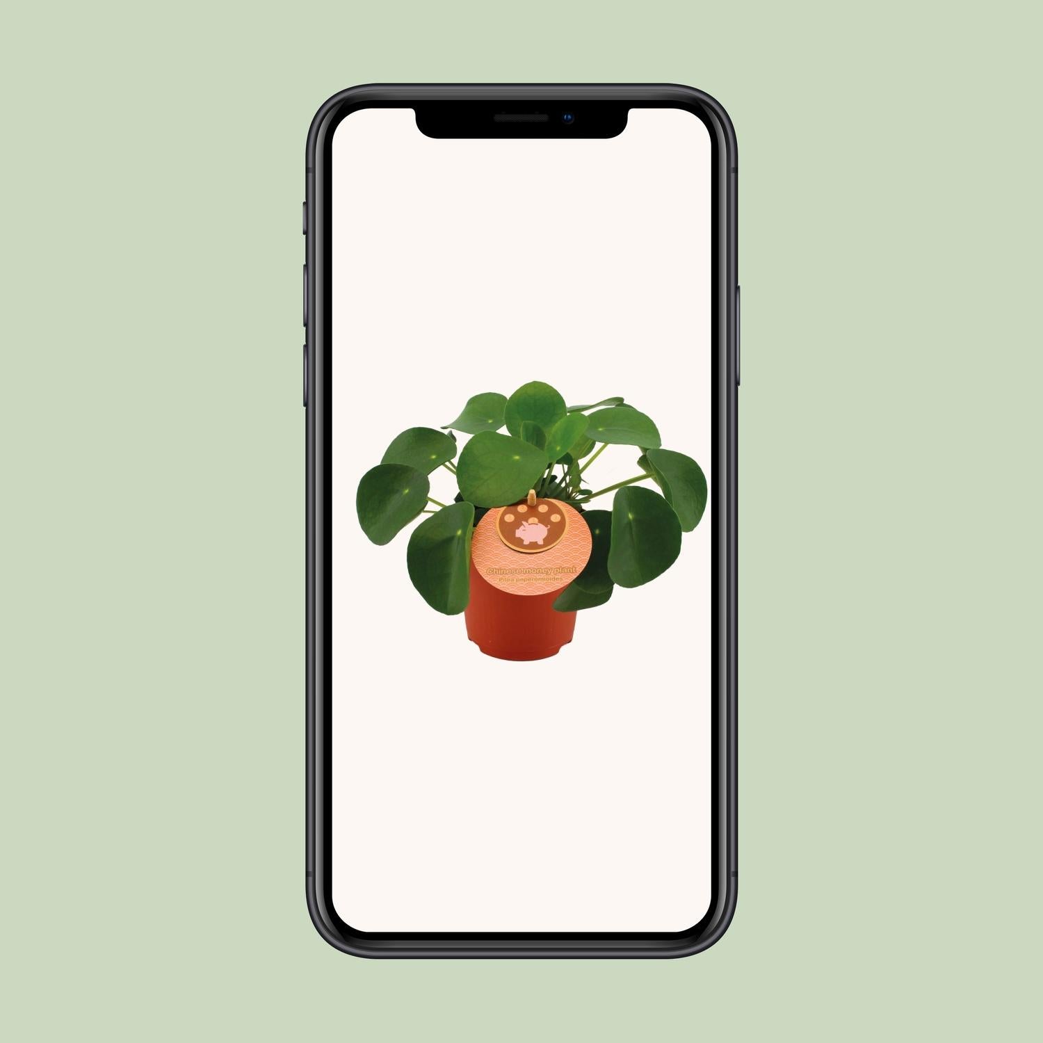 Pilea Peperomioides – Ø11cm – ↕15cm