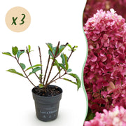 Hydrangea panniculata Living Little Rosy - Pluimhortensia - Winterhard - Roze - 3 Planten - Pot 12cm - Hoogte Hoogte 20-30cm
