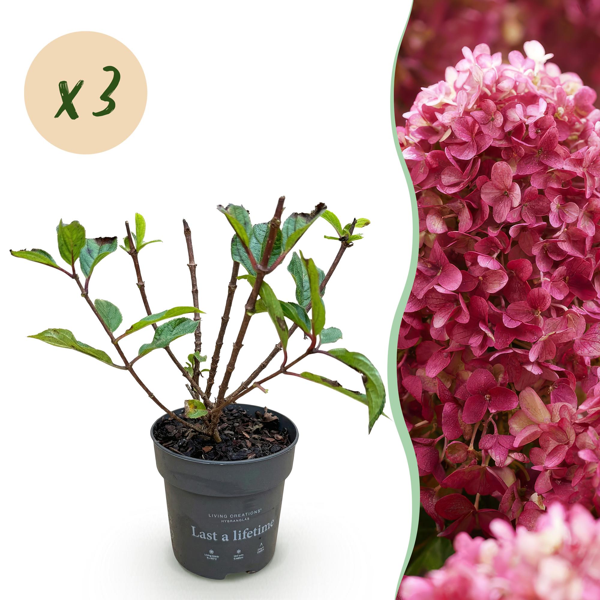 Hydrangea panniculata Living Little Rosy - Pluimhortensia - Winterhard - Roze - 3 Planten - Pot 12cm - Hoogte Hoogte 20-30cm