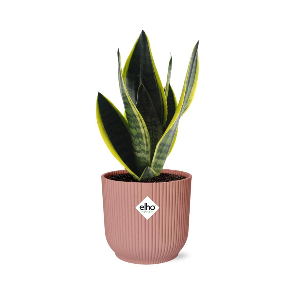 Sansevieria Futura Superba en ELHO Vibes Fold 14cm rosa