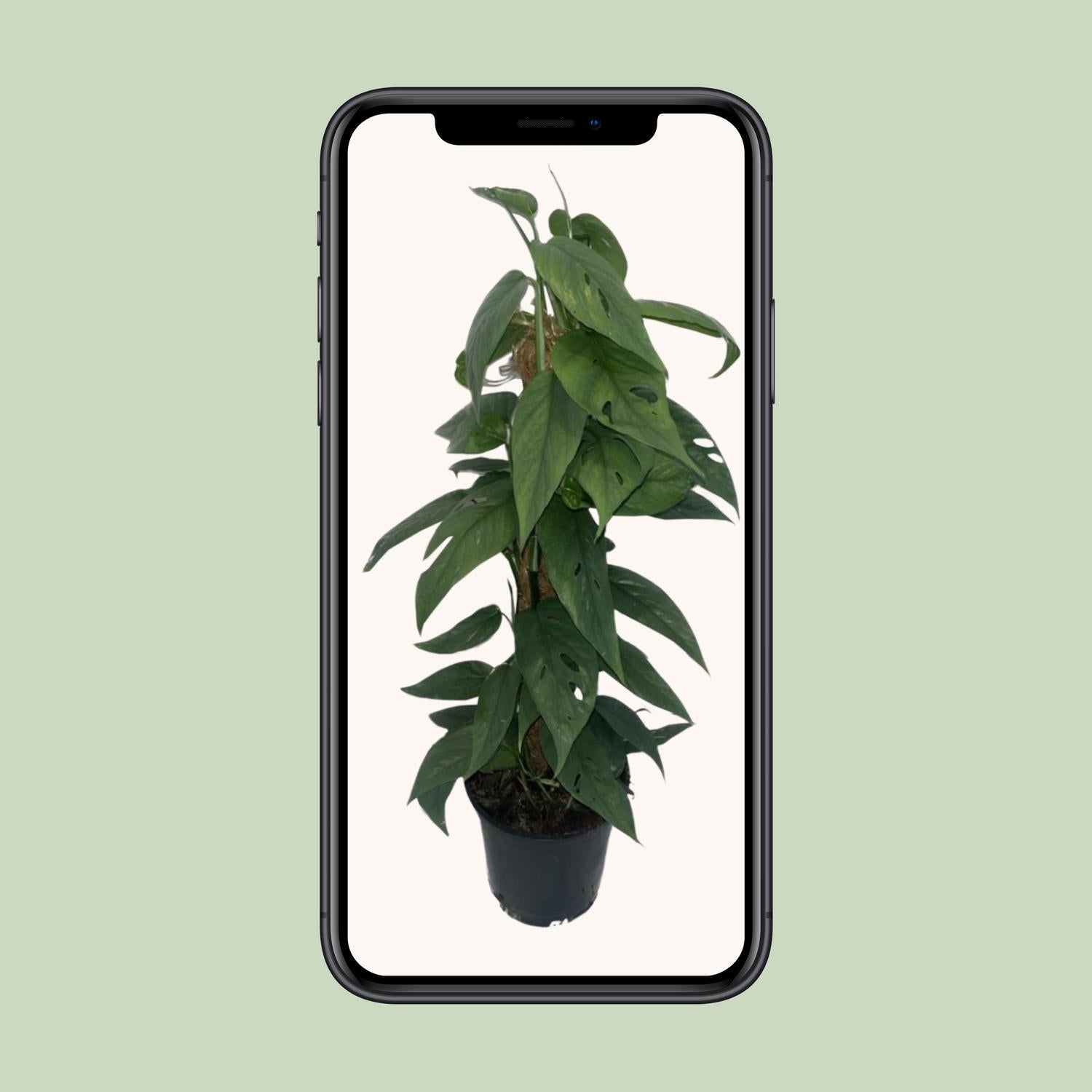 Epipremnum Cebu Blue moss stick - Ø15cm - ↕60cm