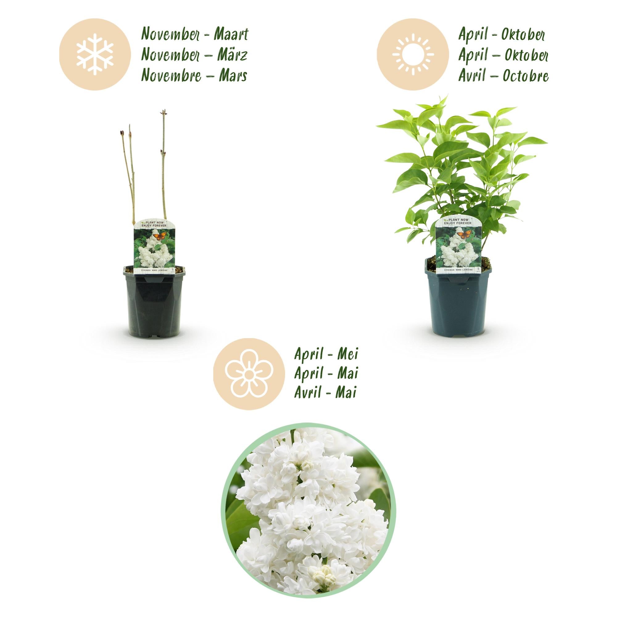 Syringa vulgaris mme Lemoine - Gewone Sering - Winterhard - Wit - 1 Plant - Pot 17cm - Hoogte 45cm