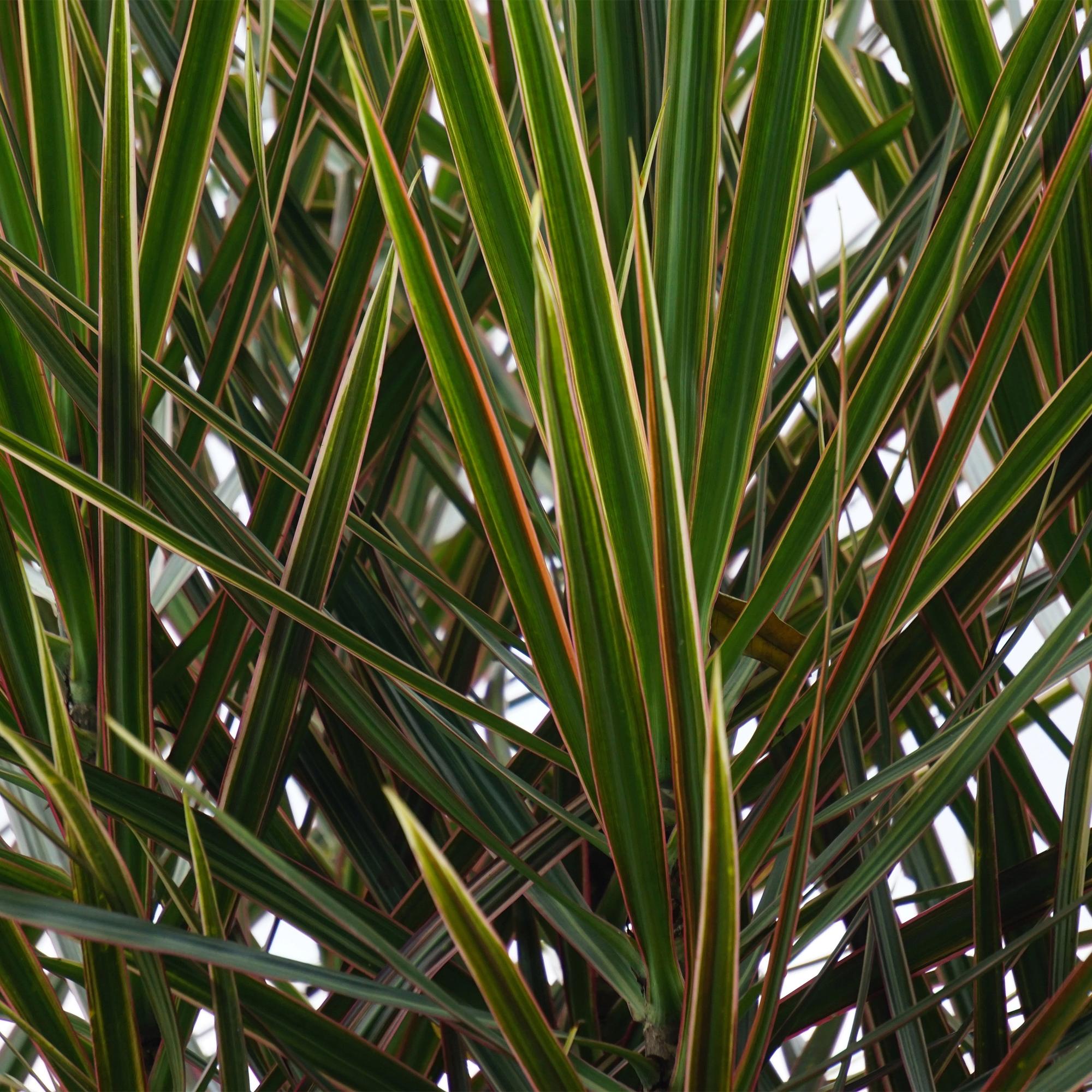 Dracaena Marginata - Drakenbloedboom - Weinig onderhoud - Groen - 1 Plant - Pot 21cm - Hoogte 90-100cm