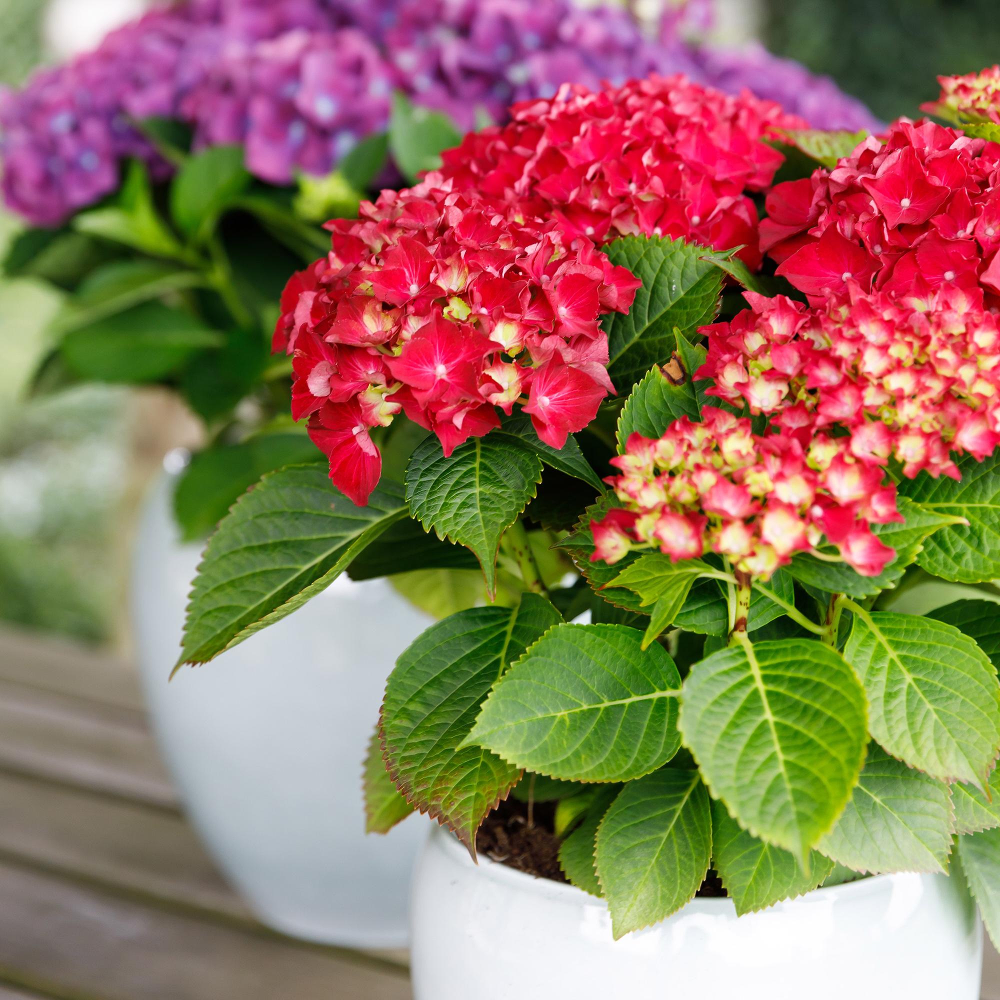 Green boutiQ - Pianta da patio - Ortensia - Ortensia Forever & Ever - Rossa - 7-12 fiori - 2 piante - Vaso 23 cm Altezza 55 cm