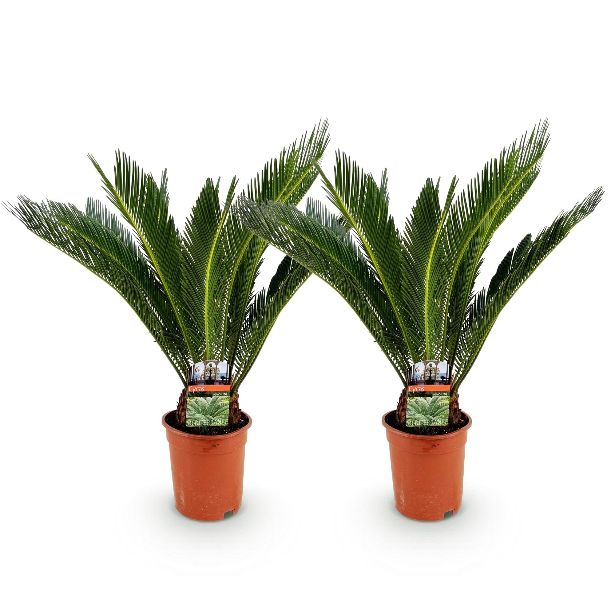 Cycas revoluta - Palmvaren - Weinig onderhoud - Groen - 2 - Pot 17cm - Hoogte 70cm