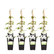 4x - Clématite Montana 'Grandiflora' - ↨65cm - Ø15