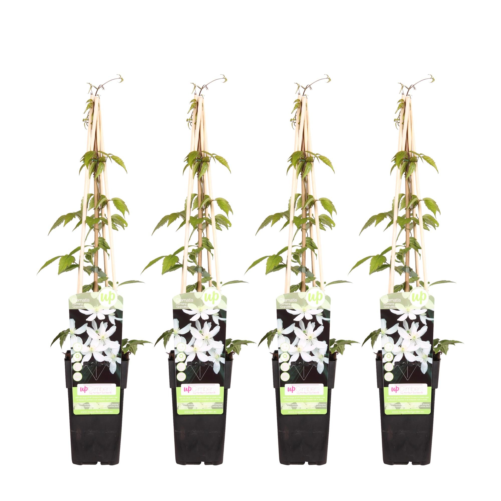 4x - Clématite Montana 'Grandiflora' - ↨65cm - Ø15