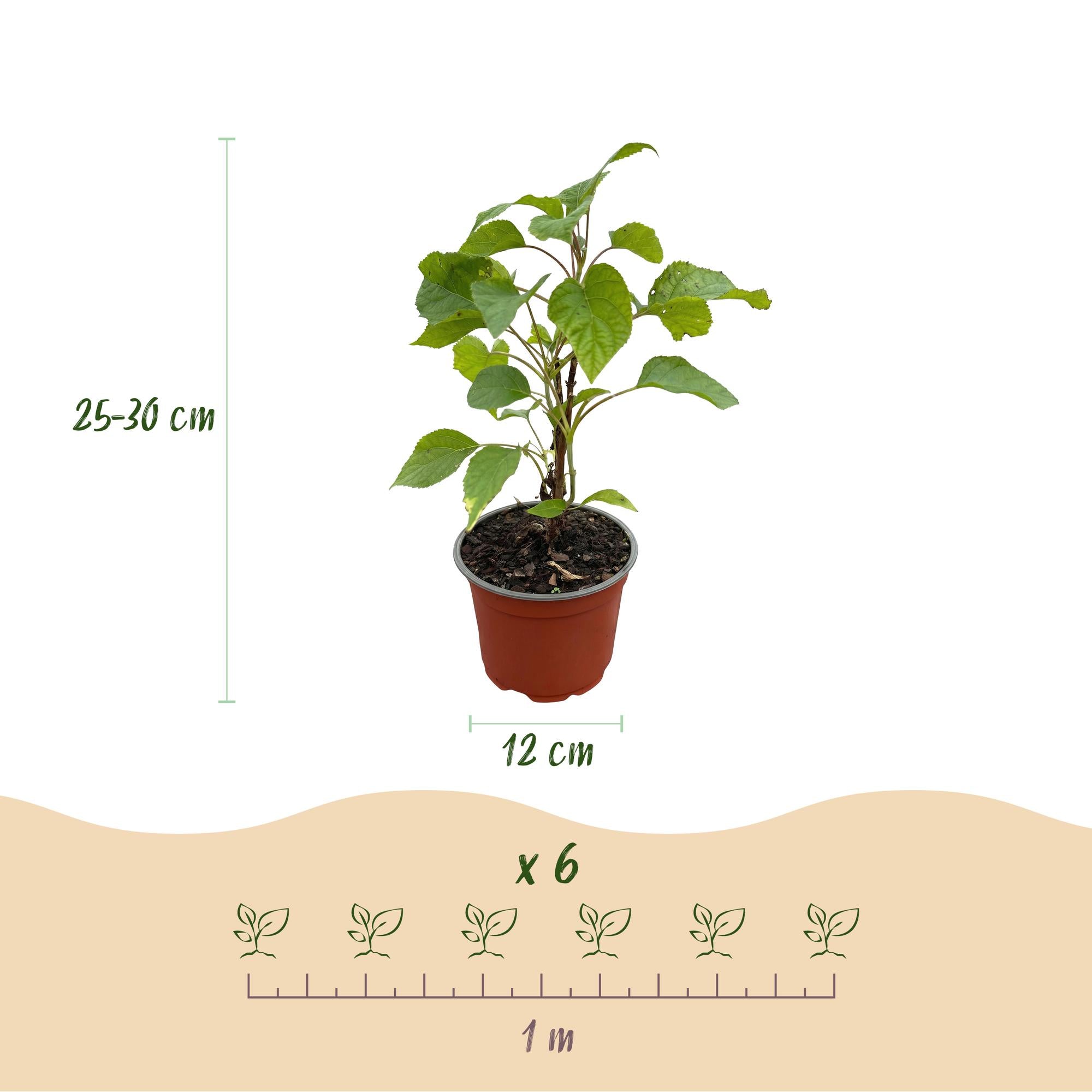 Hydrangea arborescens Annabelle - Hortensia - Winterhard - Wit - 1 Plant - Pot 12cm - Hoogte Hoogte 20-30cm