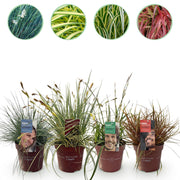 Green boutiQ – Ziergräser – 4 Pflanzen – Blau – Gelb – Grün – Rot – Immergrün – Pflegeleicht – Topf 17 cm, Höhe 50 cm