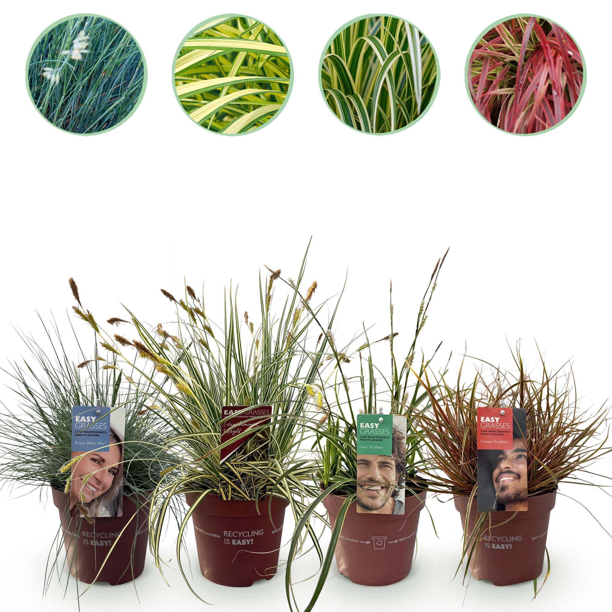 Green boutiQ – Ziergräser – 4 Pflanzen – Blau – Gelb – Grün – Rot – Immergrün – Pflegeleicht – Topf 17 cm, Höhe 50 cm