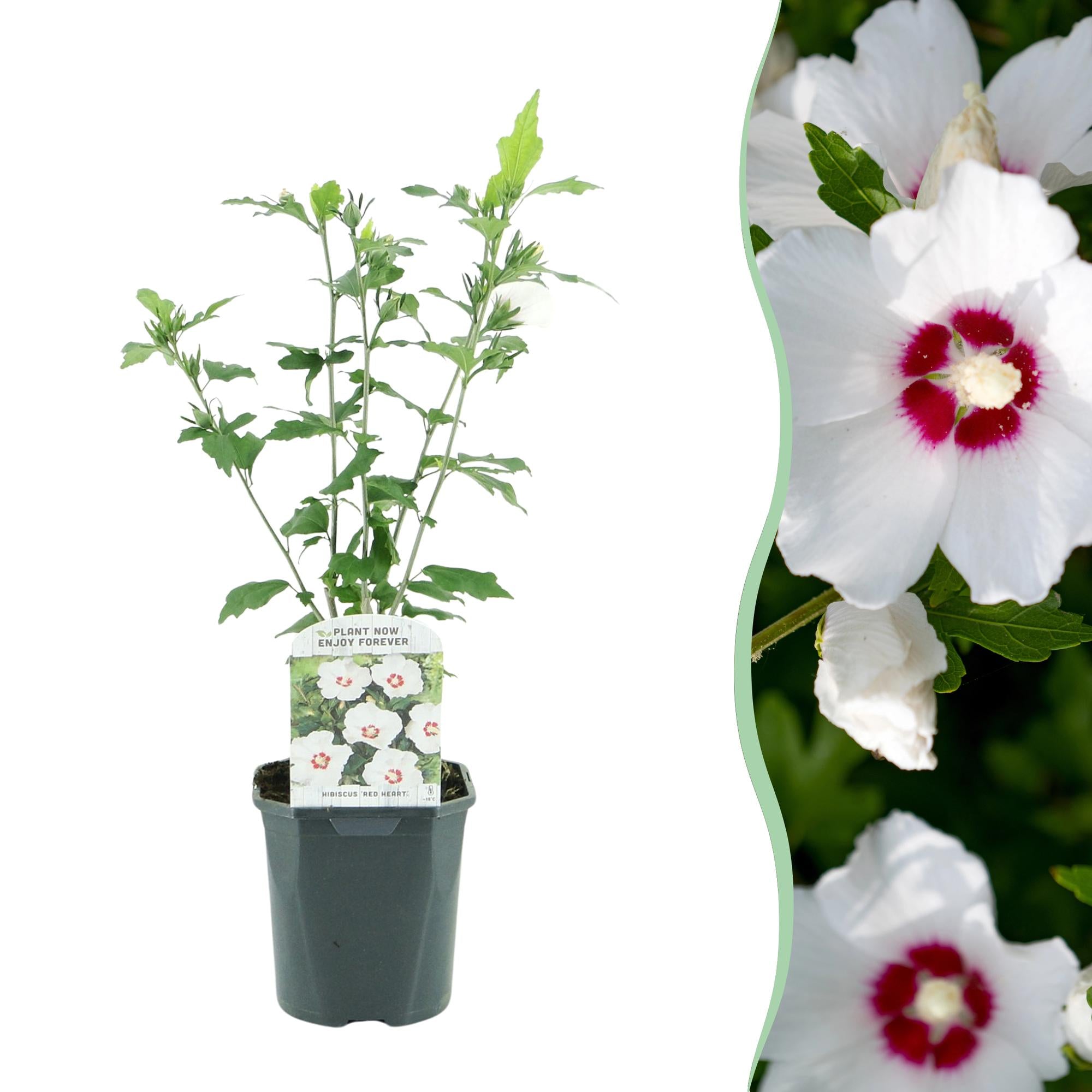 Green boutiQ – Sträucher – Hibiscus syriacus 'Red Heart' – Weiße Blüte mit rotem Herzen – 1 Pflanze – Laubabwerfend – Pflegeleicht – Topf: 17 cm, Höhe: 45 cm