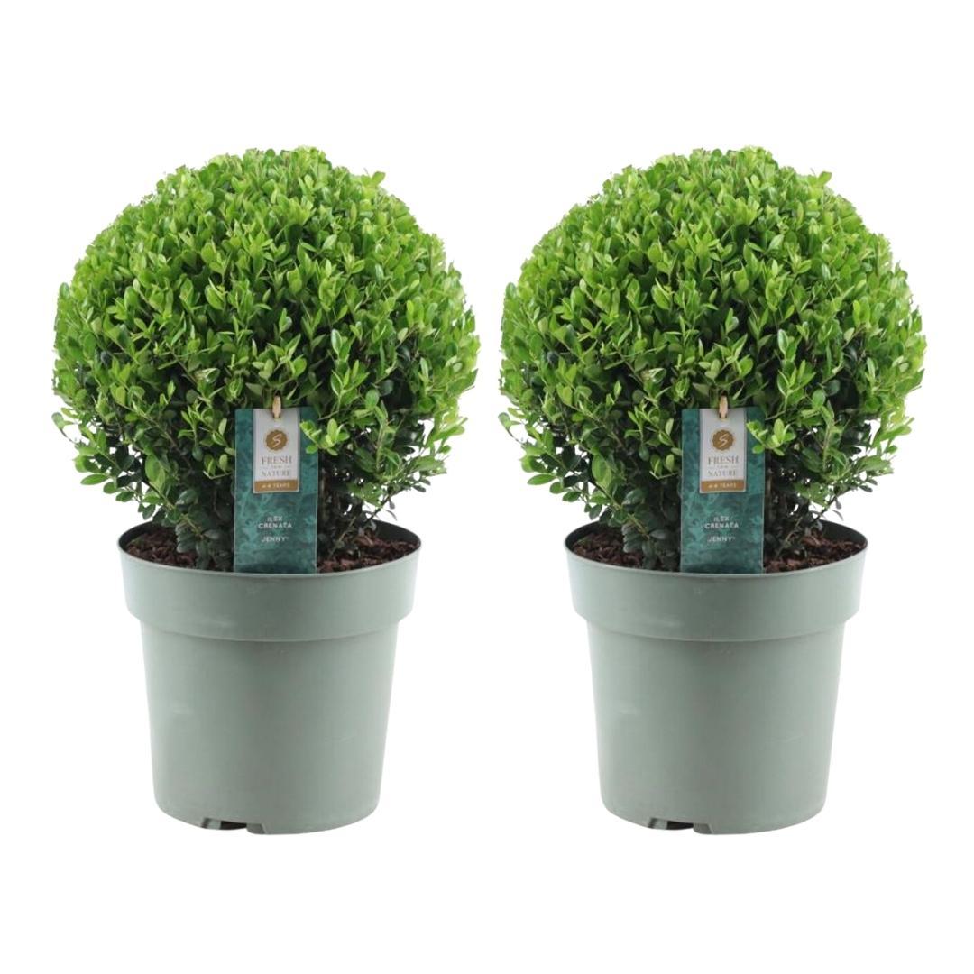 2x Ilex crenata 'Jenny' palla XL | set da 2 | 25 cm Ø