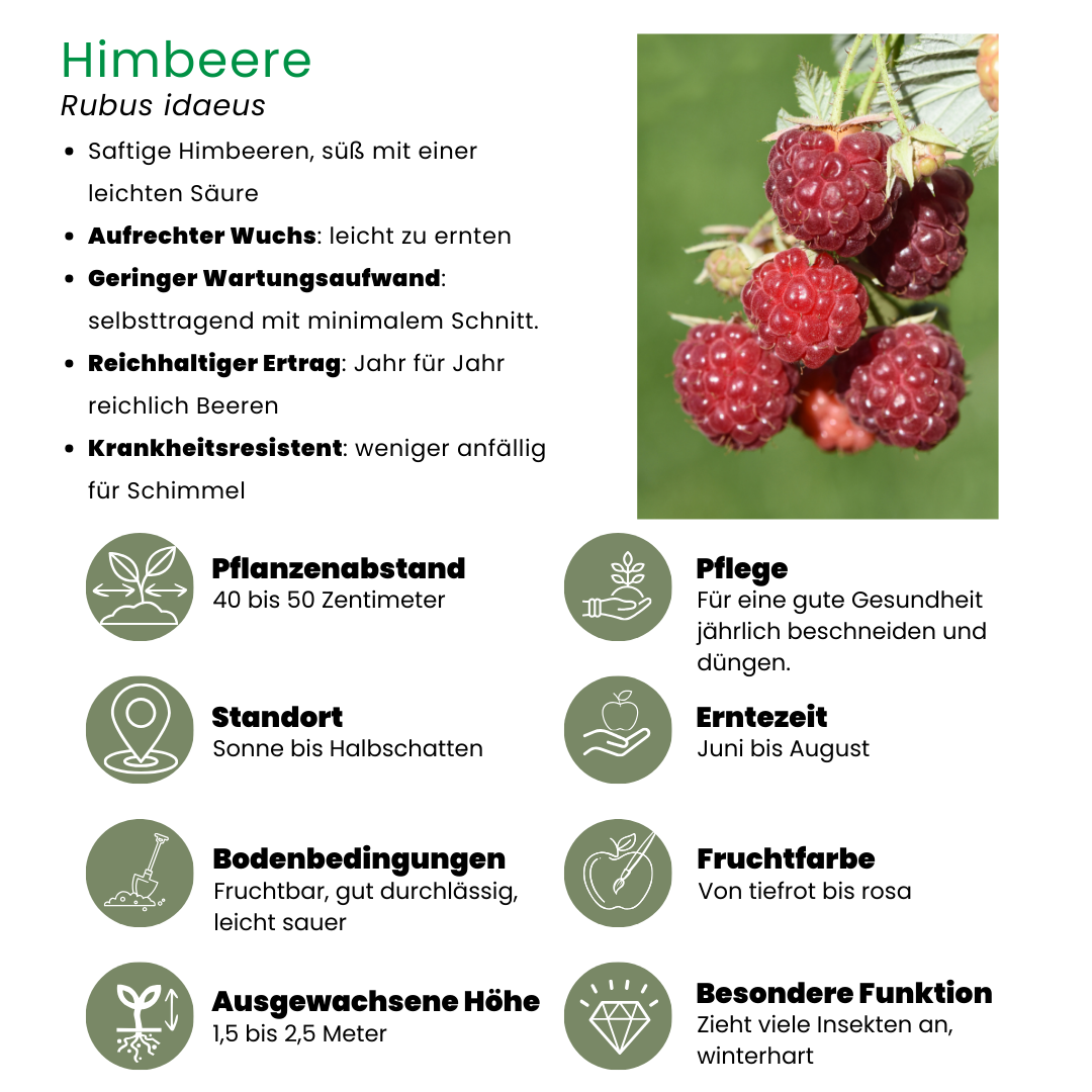 3 Bio-Himbeerpflanzen – Ø 13 cm – ↨ 20 cm