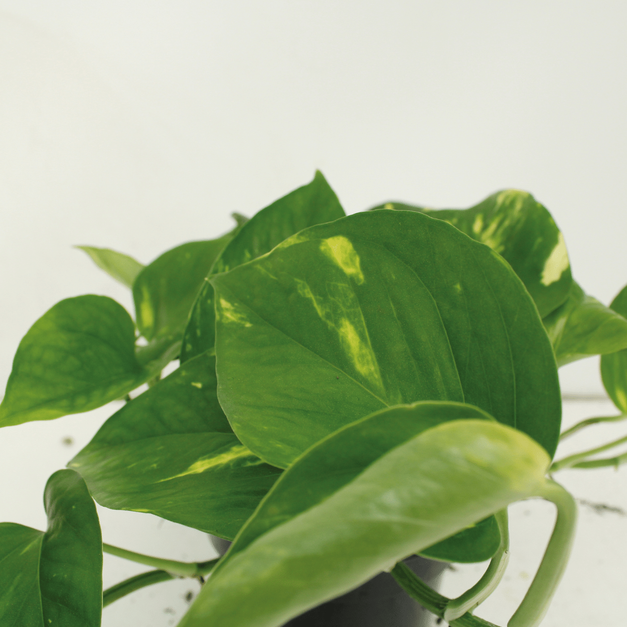 Epipremnum Aureum (Scindapsus) - 4 pezzi - Ø12cm - ↕20cm