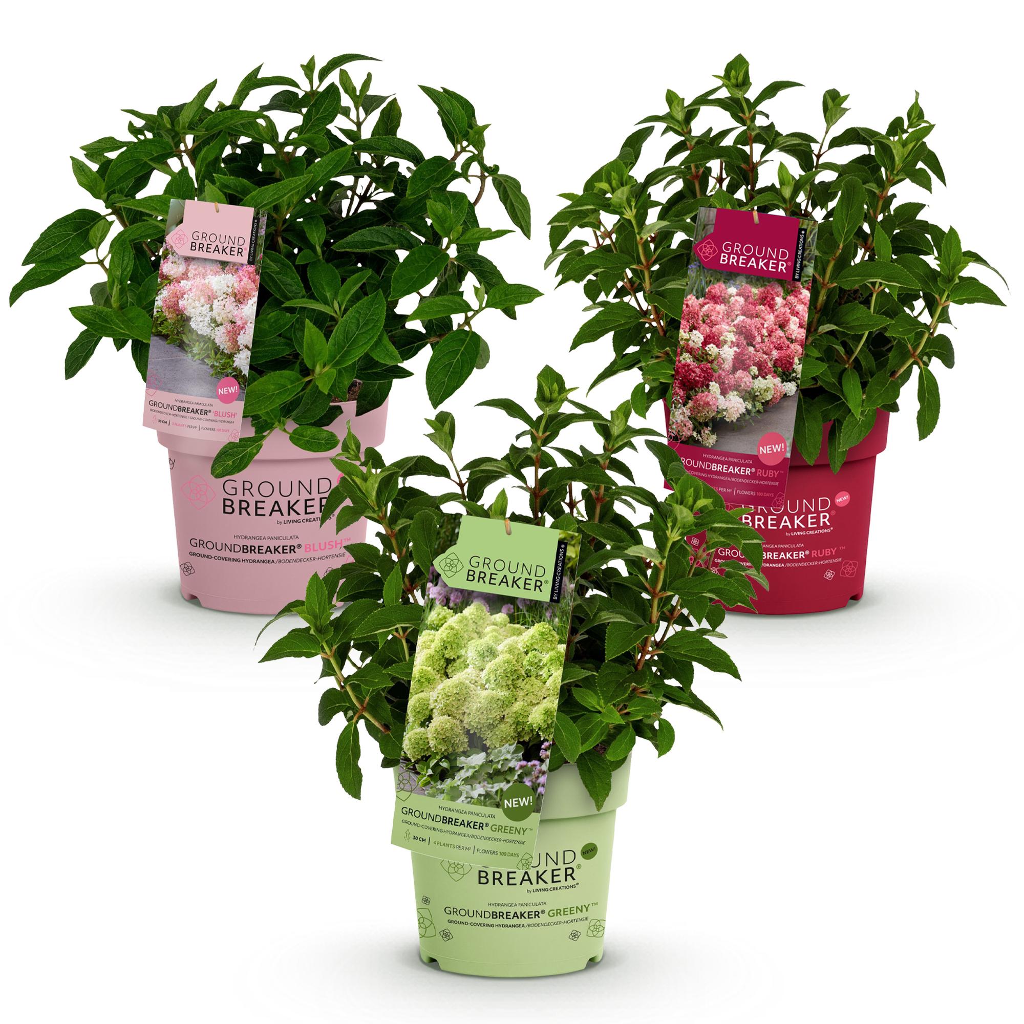 Hydrangea panniculata Groundbreaker Blush -Greeny - Ruby - Pluimhortensia - Compact - Roze-Groen-Rood - 3 Planten - Pot 14cm - Hoogte 20-25cm