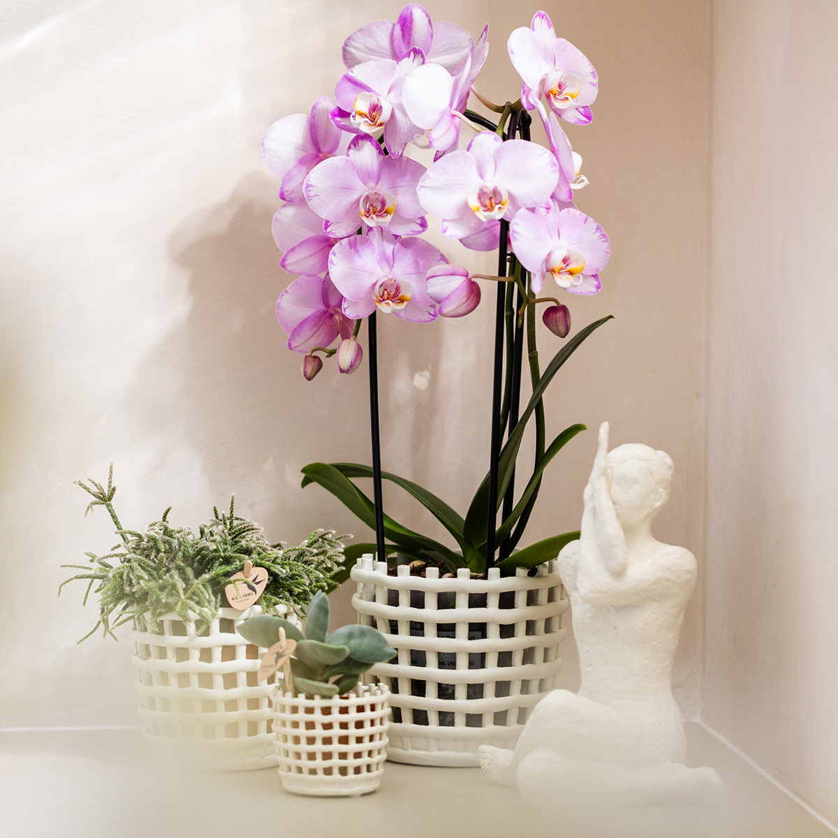 Kolibri Orchids | Roze Niagara Falls orchidee 12cm met Mesh White sierpot – vers van de kweker