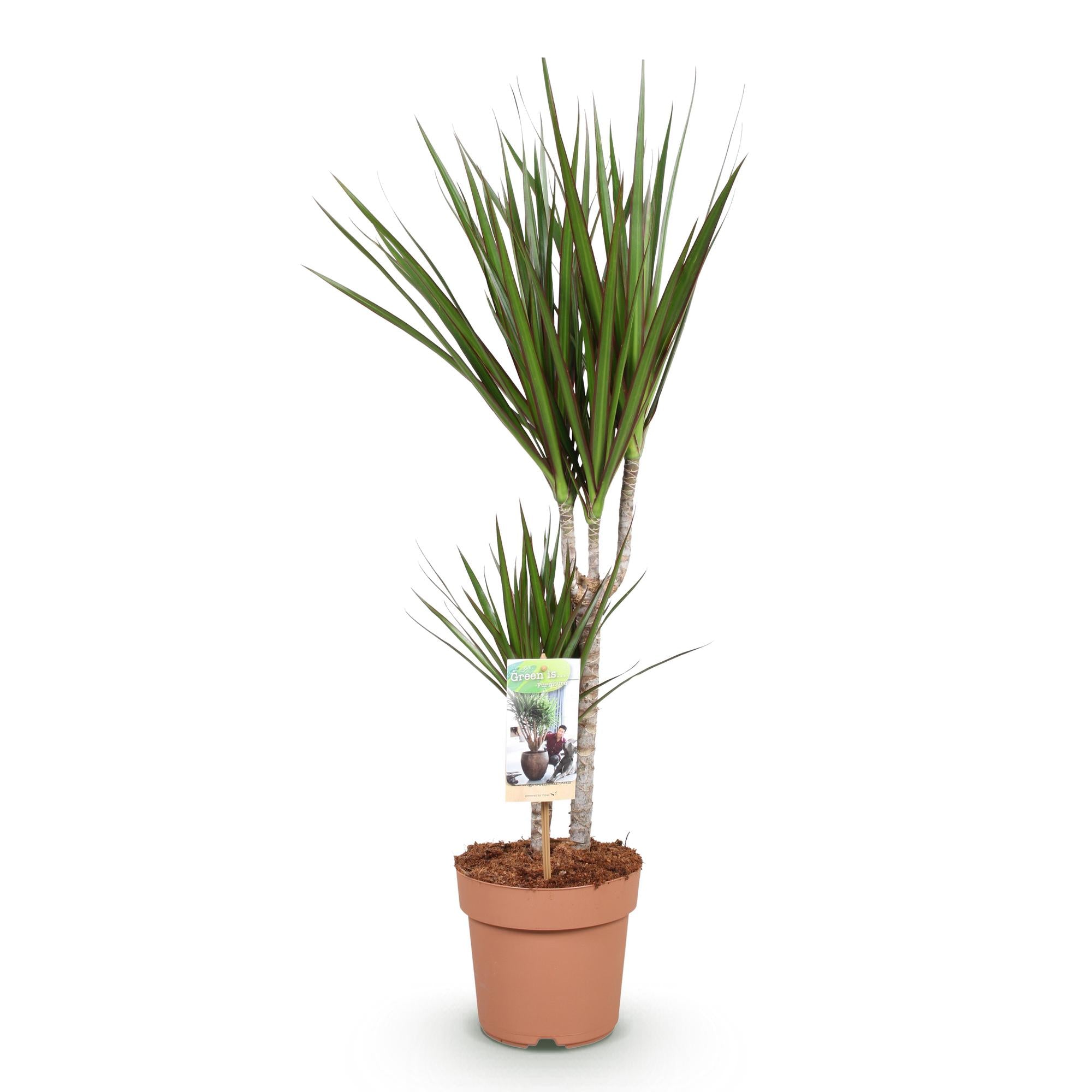 Dracaena Marginata - Drakenbloedboom - Weinig onderhoud - Groen - 1 Plant - Pot 17cm - Hoogte 70-80cm