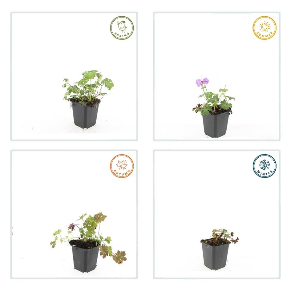 60x Géranium cant. 'Cambridge' - ↕10-25cm - Ø9cm