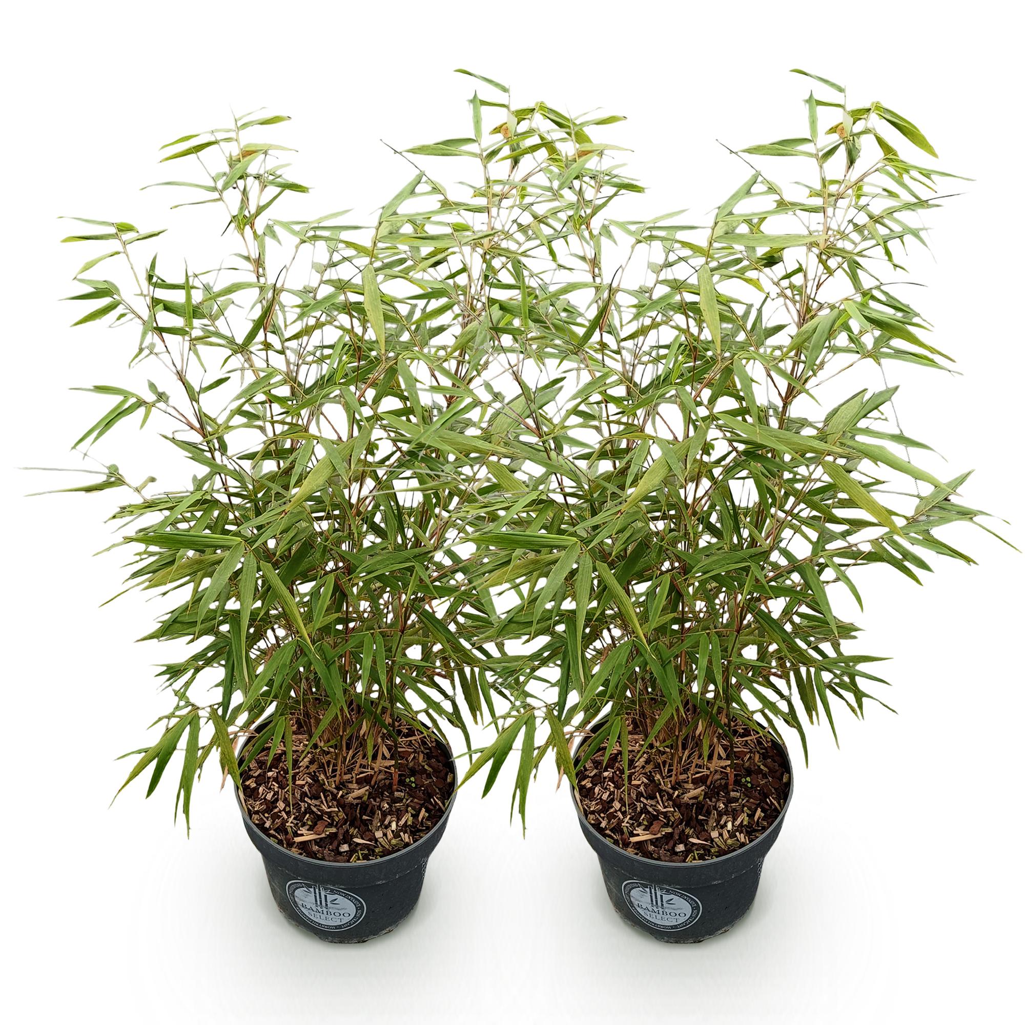 Fargesia scabrida Asian Wonder - Niet Woekerende Bamboe - Bladhoudend - Groen - 2 Planten - Pot 23 cm - Hoogte 80 cm
