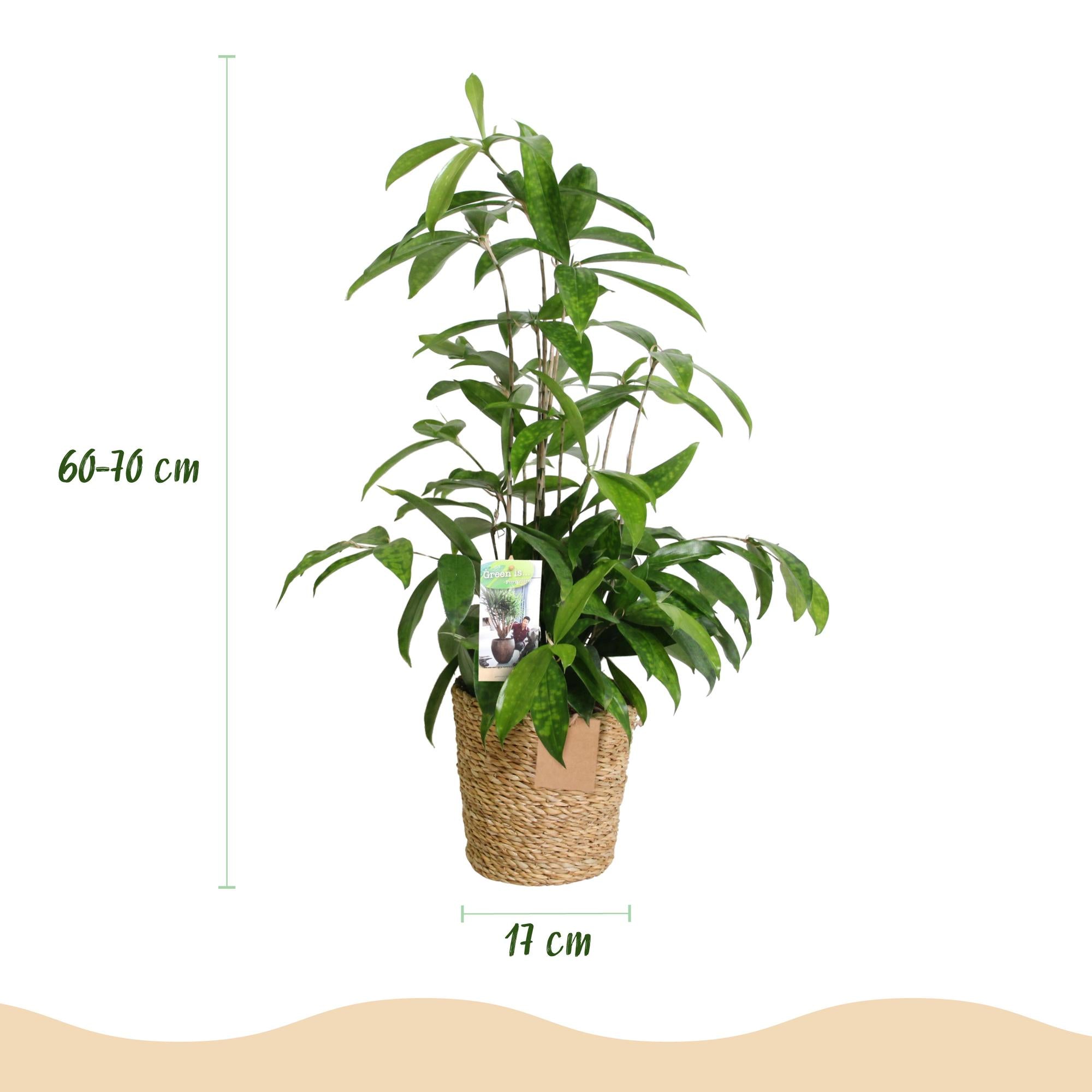 Dracaena surculosa - Drakenbloedboom - Weinig onderhoud - met mand - Groen - 1 Plant - Pot 17cm - Hoogte 60-70cm