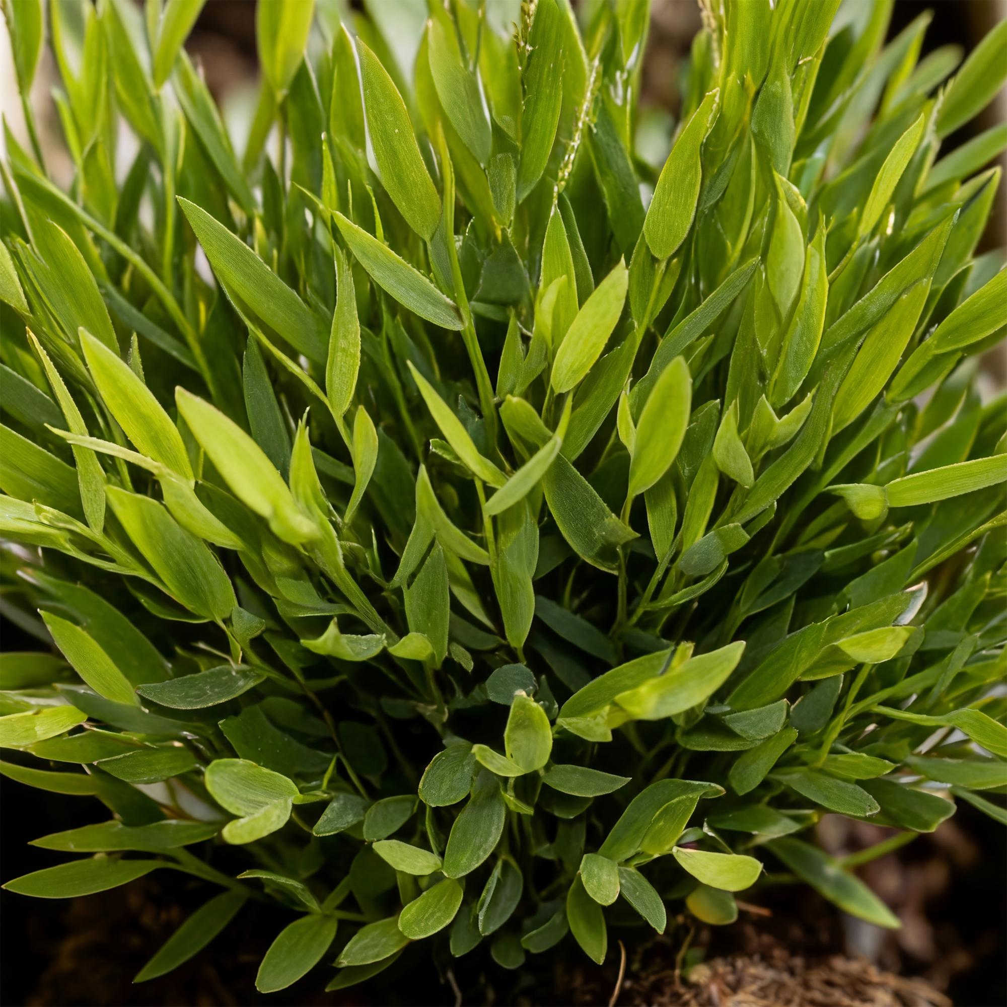 Bamusa Pogonatherum Monica - Kamerbamboe - Huisdiervriendelijke Plant - Groen - 1 Plant - Pot 12cm - Hoogte 20cm