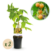 Green boutiQ - Pianta da frutto - Lampone - Rubus idaeus Fallgold - Lampone giallo - 2 piante - Vaso 11 cm Altezza 40 cm