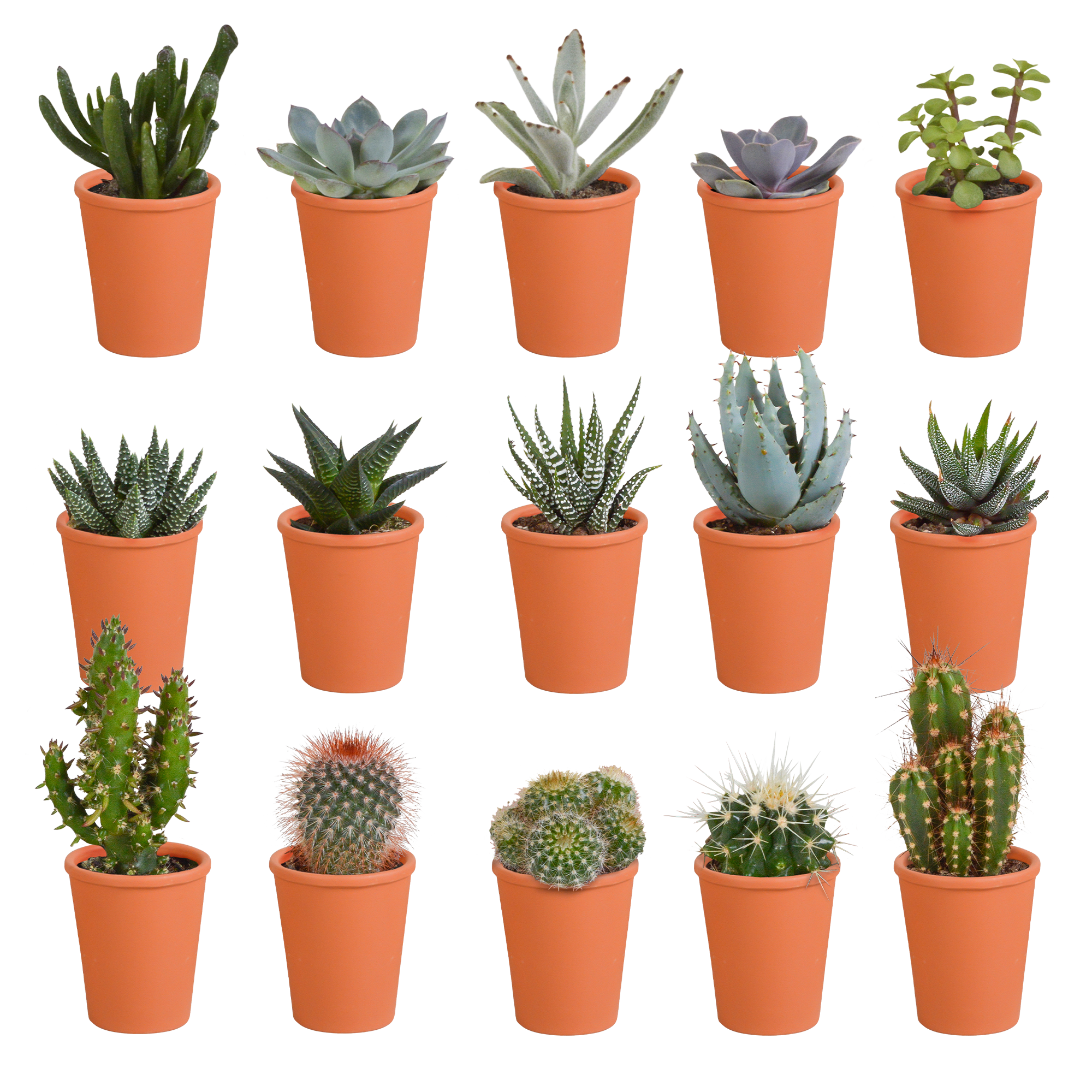 Mix di cactus e piante grasse 5,5 cm | 15 pezzi - in vaso di terracotta