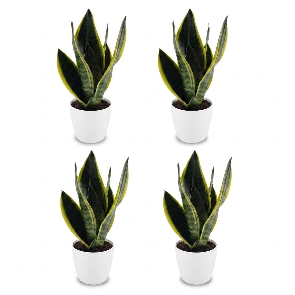Sansevieria Future Superb - Vrouwentong - 4x - met Potter Wit - Pot 12cm - Hoogte - 35cm