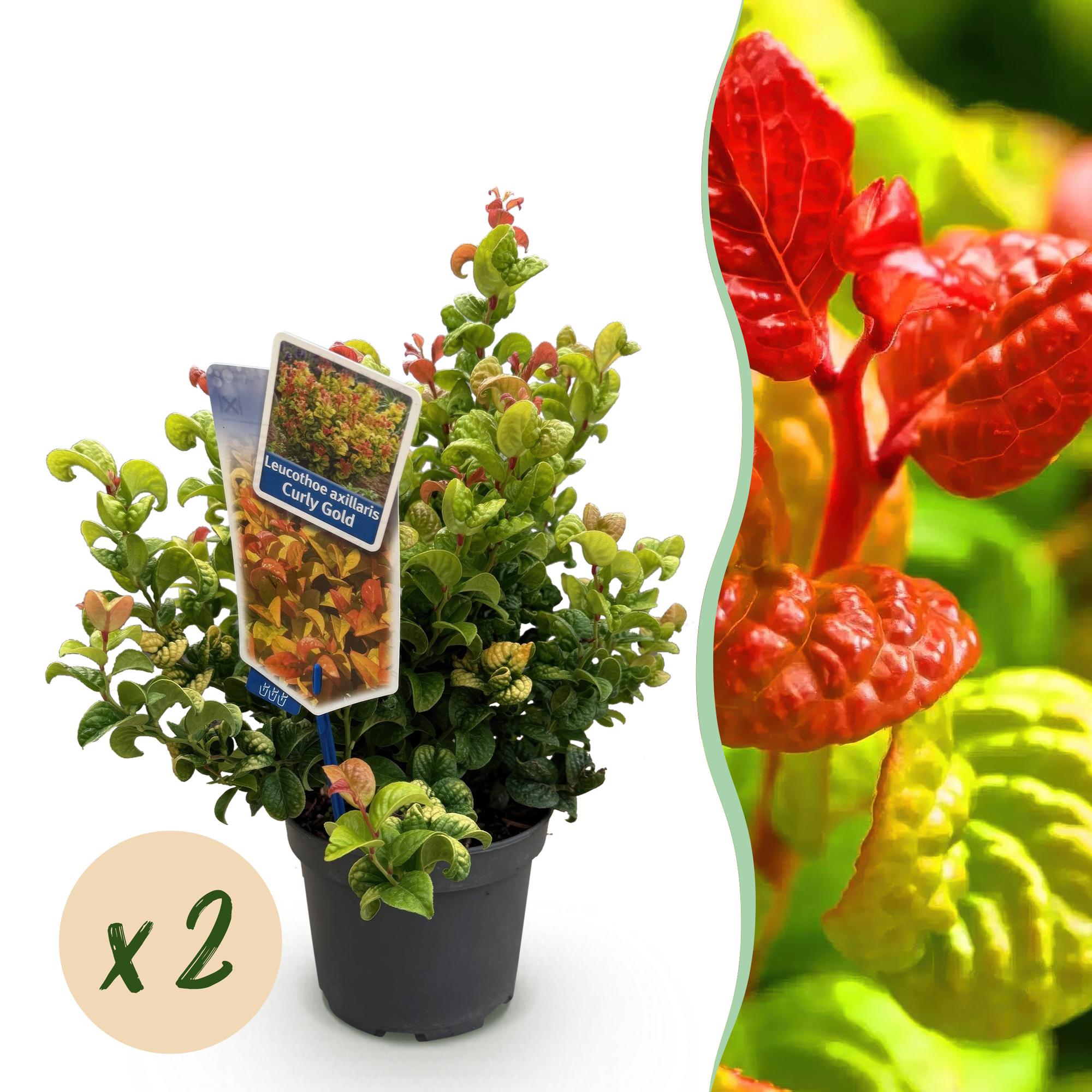 Leucothoe Curly Gold - Geel - 2 Planten - Groenblijvend - Weinig Onderhoud - Pot 17cm Hoogte 40cm