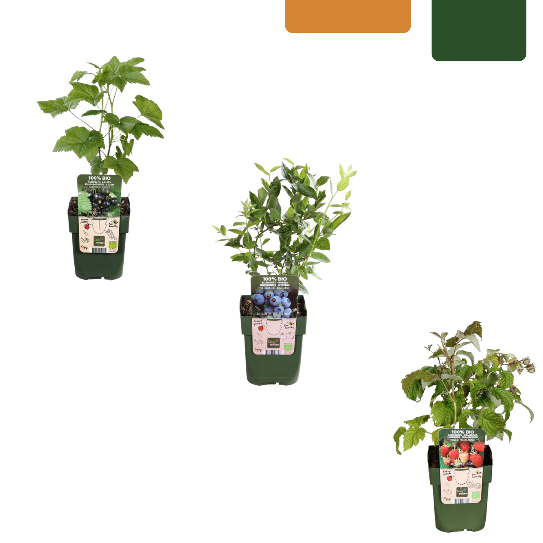 "Fruit Party" BIO Fruit Plant Mix Set of 3 Different Types