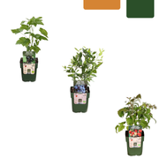 "Fruit Party" BIO Fruit Plant Mix Set of 3 Different Types