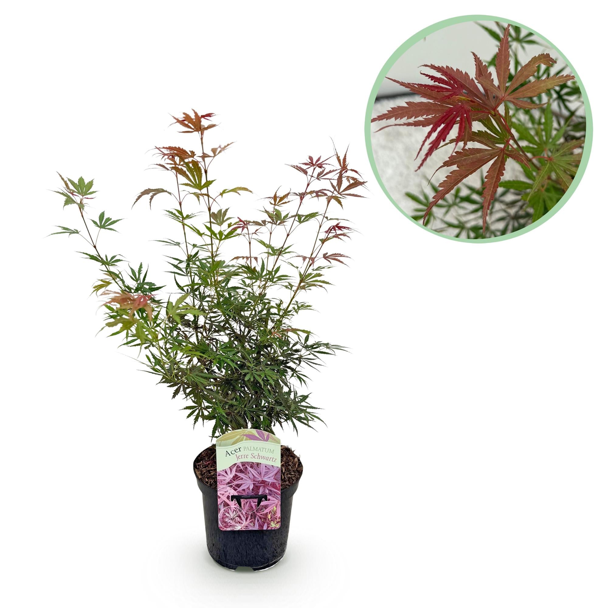 Green boutiQ - Pianta da patio - Acero giapponese - Acer palmatum Jerre Swarts - Rosso scuro - 1 pianta - Decidua - Vaso 19 cm Altezza 70 cm