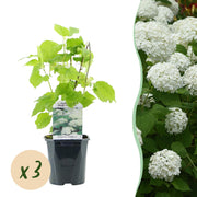 Green boutiQ – Federhortensie (Hydrangea arborescens 'Annabelle') – Weiße Blüten – 3 Pflanzen – 1 m² – Laubabwerfend – Große Blüten – Topf: 17 cm, Höhe: 50 cm