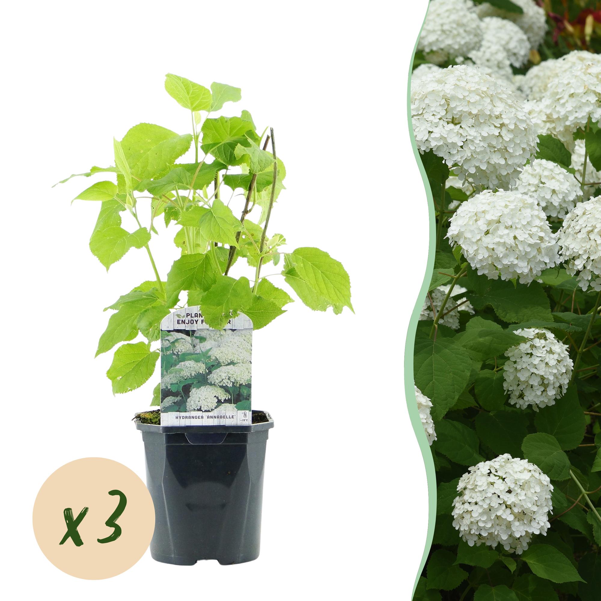 Green boutiQ – Federhortensie (Hydrangea arborescens 'Annabelle') – Weiße Blüten – 3 Pflanzen – 1 m² – Laubabwerfend – Große Blüten – Topf: 17 cm, Höhe: 50 cm