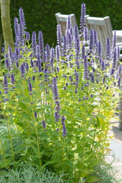 24 Agastache 'Black Adder' - ↕10-25cm - Ø9cm