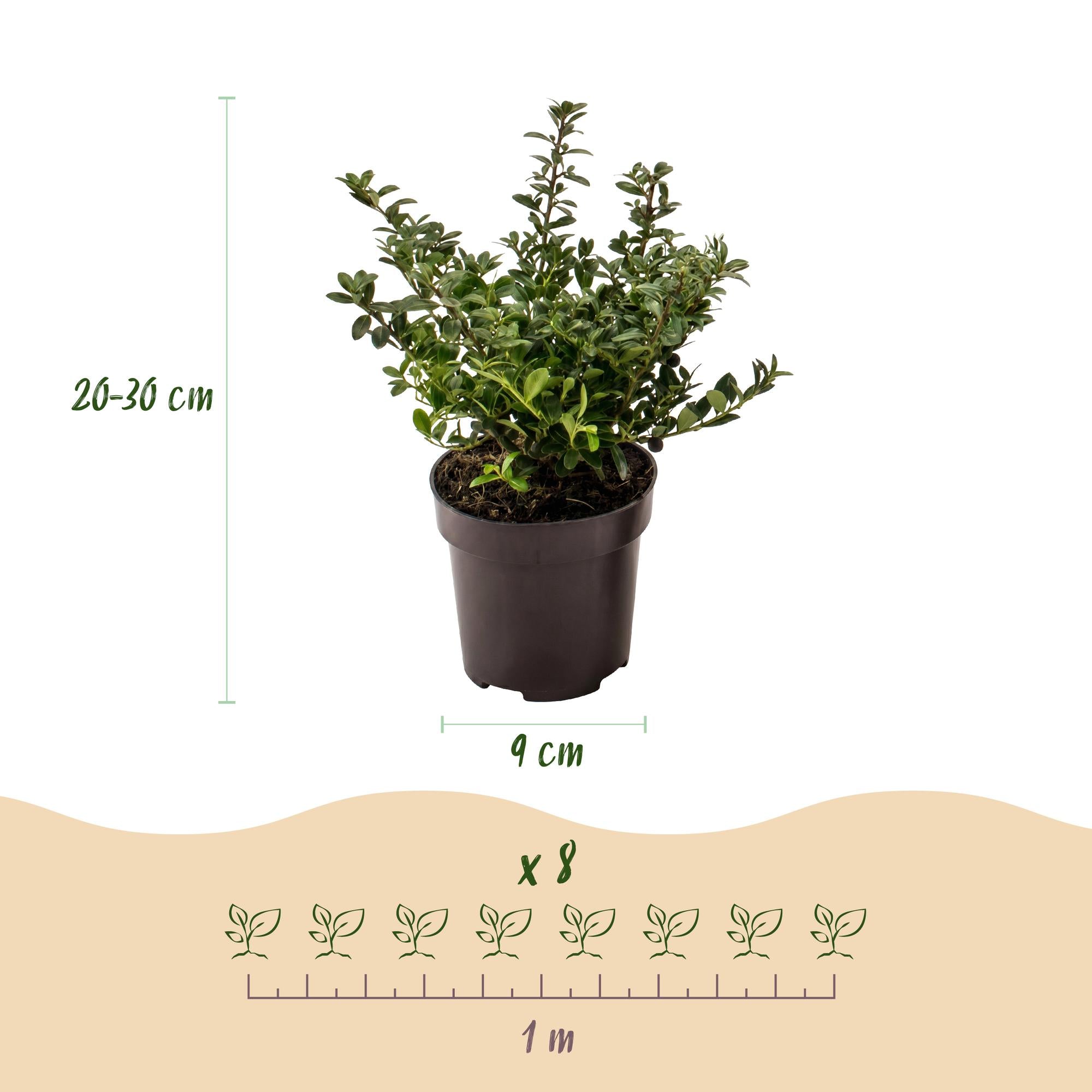 Ilex crenata Stokes - Japanse Hulst 8x  - Haagplanten - Groenblijvend - Groen - Pot 9cm - Hoogte 20-30cm
