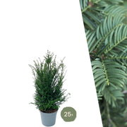 Große Eiben für eine 10 Meter hohe Hecke | - 12L - 25 x | ↨ 80-100 cm