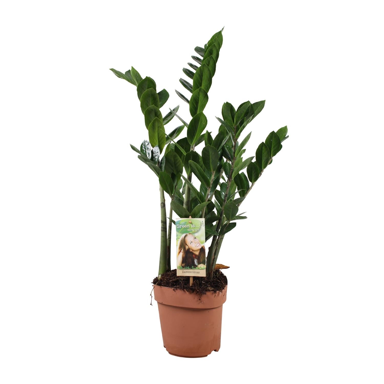 Zamioculcas Zamiifolia - Ø17 cm - ↕70 cm