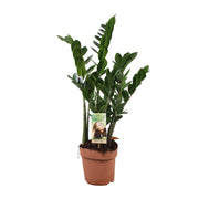 Zamioculcas Zamiifolia - Ø17 cm - ↕70 cm